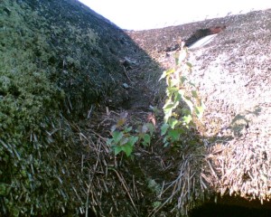 Met_planten